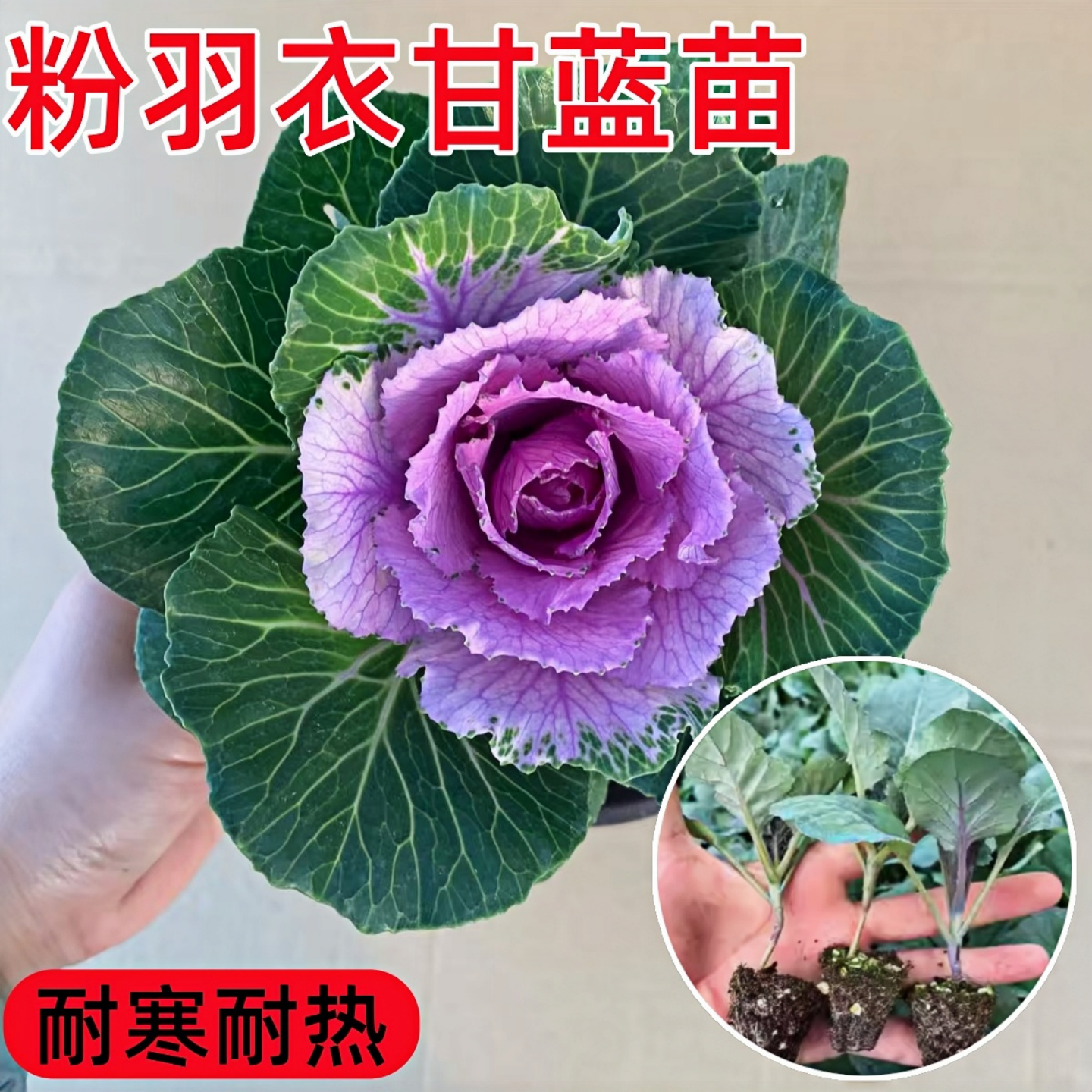 羽衣甘蓝苗盆栽大苗种子种籽食用紫色蔬菜南方四季种菜苗秋冬耐寒,淘宝优惠券,粉丝福利购,淘宝优惠卷