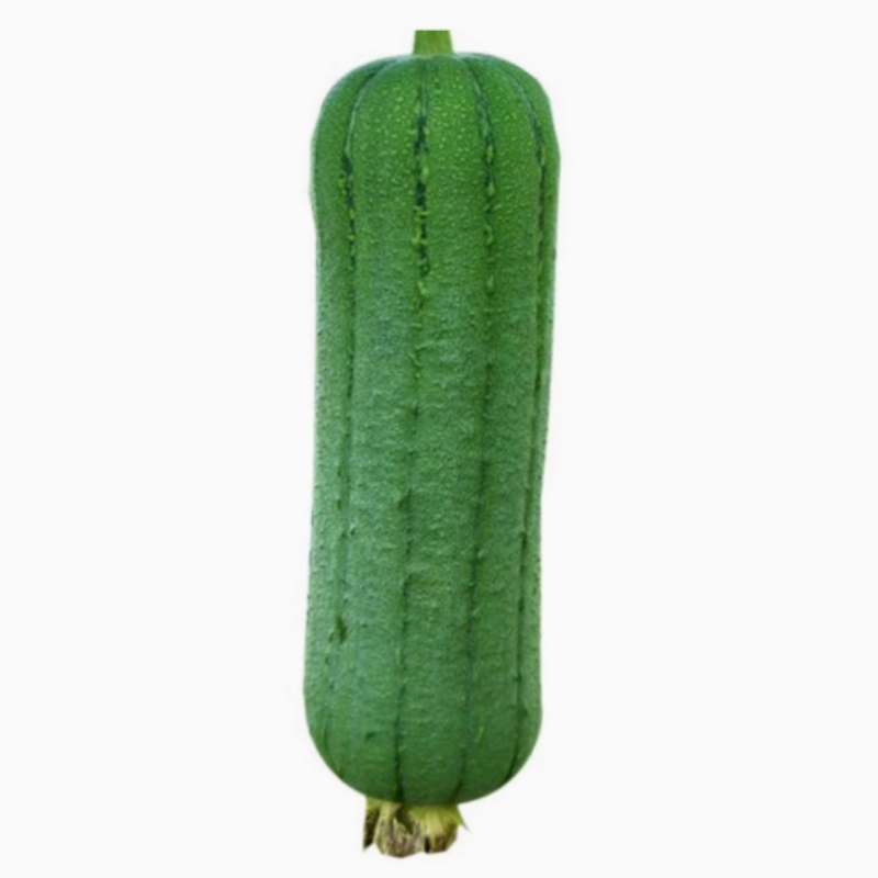 高产肉丝瓜苗秧春夏秋季短把丝瓜籽农家庭院爬藤香丝瓜子蔬菜菜种,淘宝优惠券,粉丝福利购,淘宝优惠卷