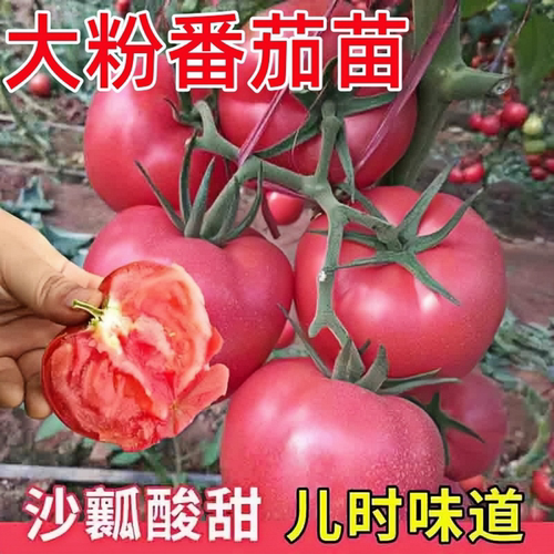 老品种普罗旺斯番茄苗秧春季沙瓤大粉西红柿秧子四季阳台盆栽蔬菜 - 图2