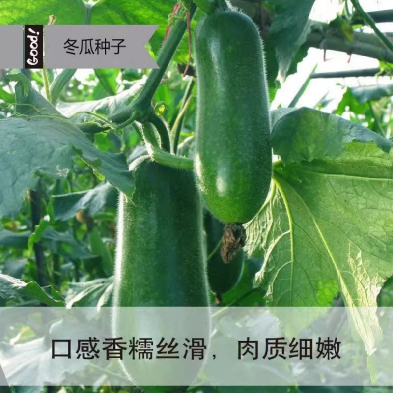 早熟绿春小冬瓜苗高产小节瓜苗四季菜园庭院迷你冬瓜秧孑爬藤易种,淘宝优惠券,粉丝福利购,淘宝优惠卷