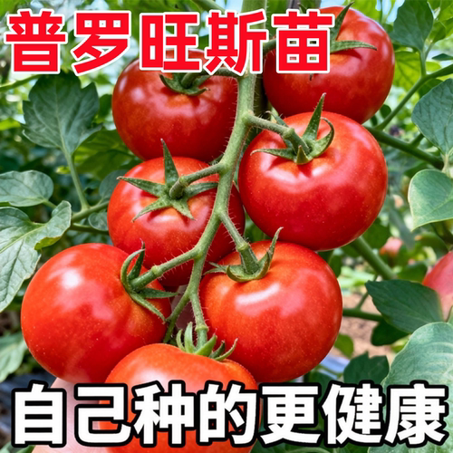 老品种普罗旺斯番茄苗秧春季沙瓤大粉西红柿秧子四季阳台盆栽蔬菜 - 图0