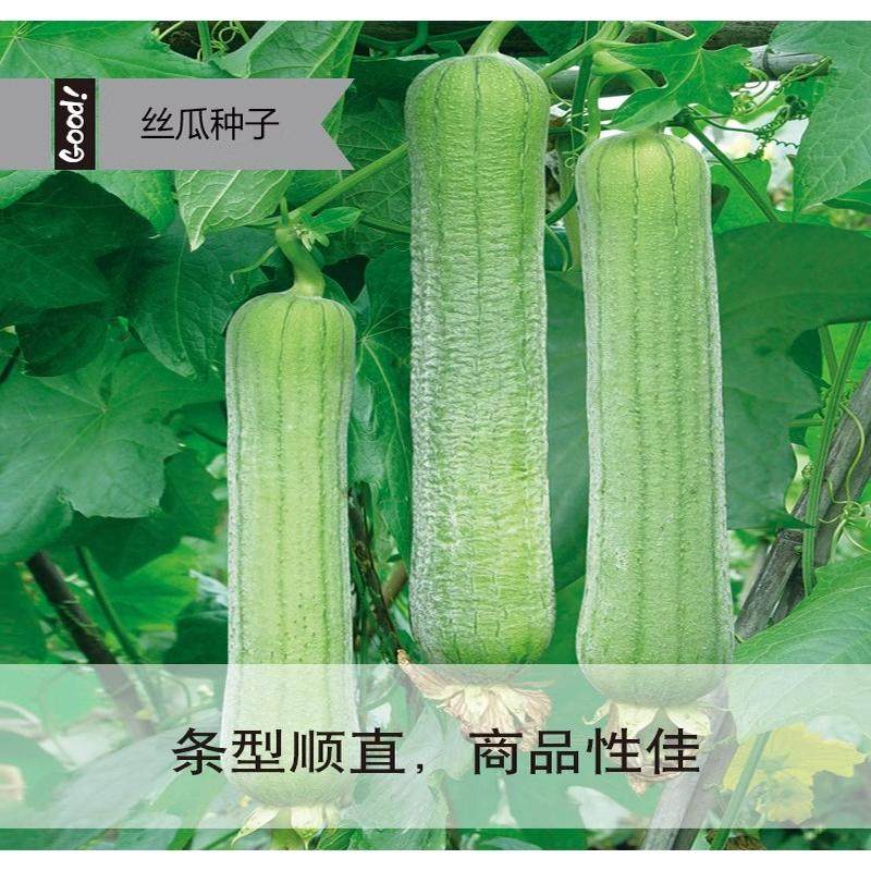 高产肉丝瓜苗秧春夏秋季短把丝瓜籽农家庭院爬藤香丝瓜子蔬菜菜种,淘宝优惠券,粉丝福利购,淘宝优惠卷