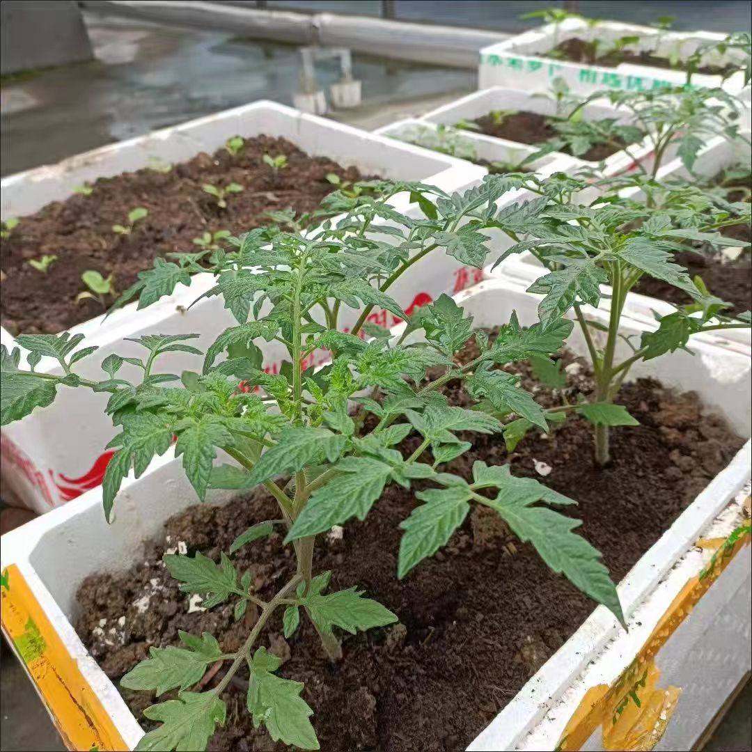 各种番茄苗秧苗大粉番茄苗水果西红柿秧子圣女果种籽苗春季盆栽苗,淘宝优惠券,粉丝福利购,淘宝优惠卷