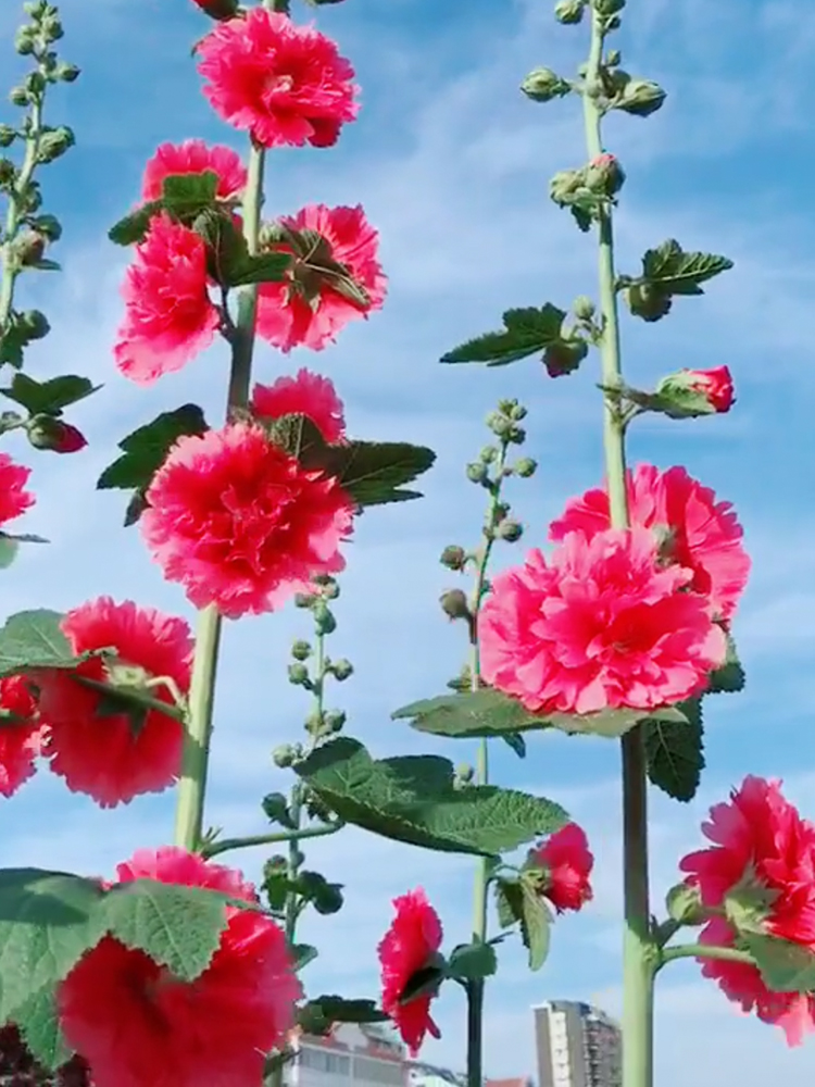 重瓣蜀葵花种子盆栽花苗一丈红易活易种室外阳台春天播种的花种子 - 图1