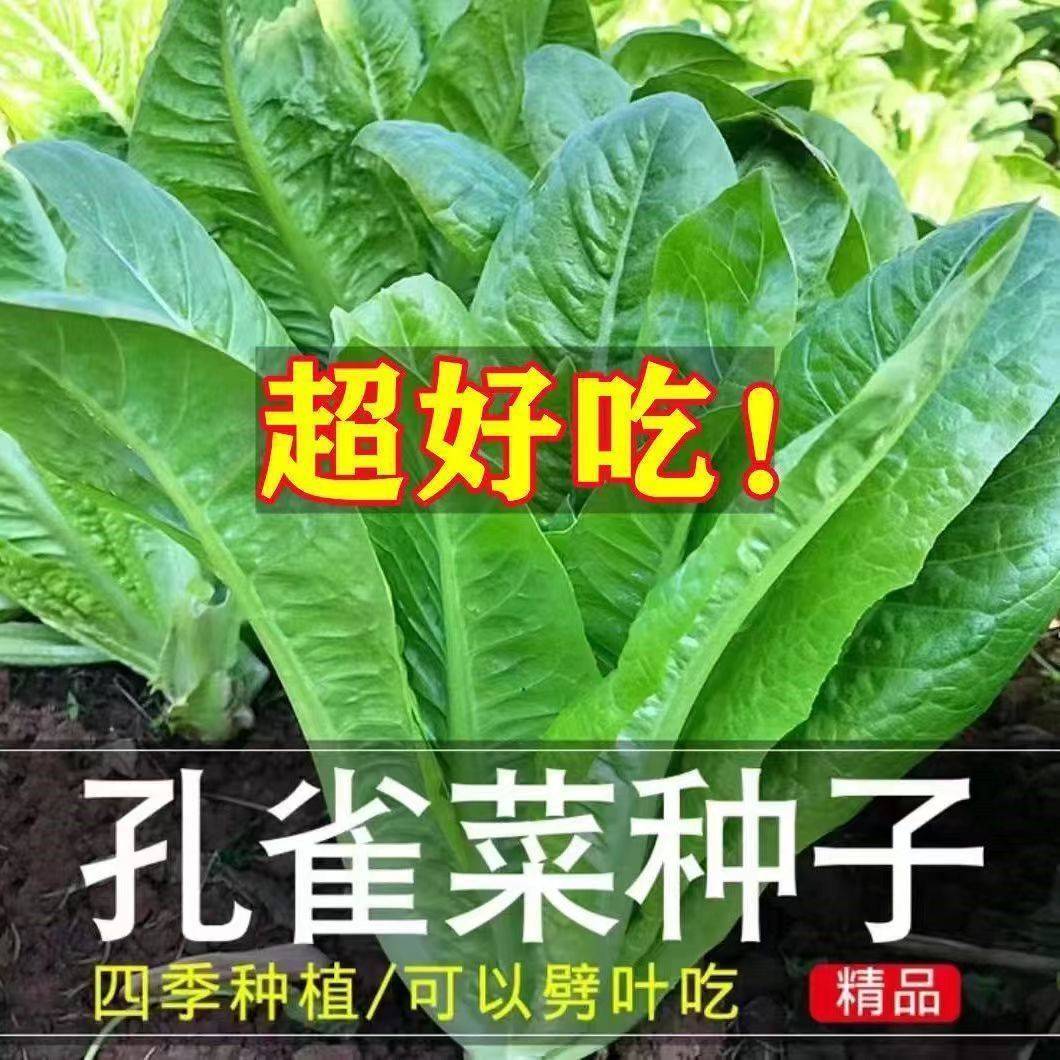 孔雀菜种子罗马生菜种孑四季沙拉菜种籽9-12月可种植阳台盆栽蔬菜-图0