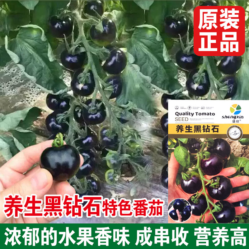 黑钻石小番茄种子阳台盆栽非转基因西红柿种孑番茄苗蔬菜籽种四季-图0