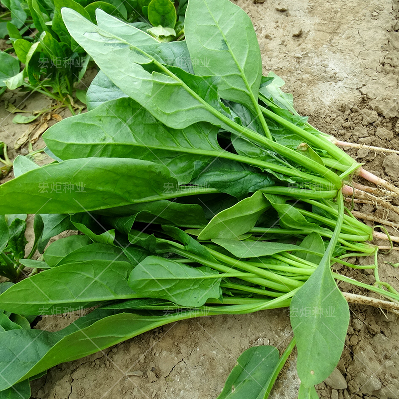 农家菠菜种籽 菠菜种子菠菜种孑 耐热耐寒 四季散装 红根蔬菜秋季 - 图2