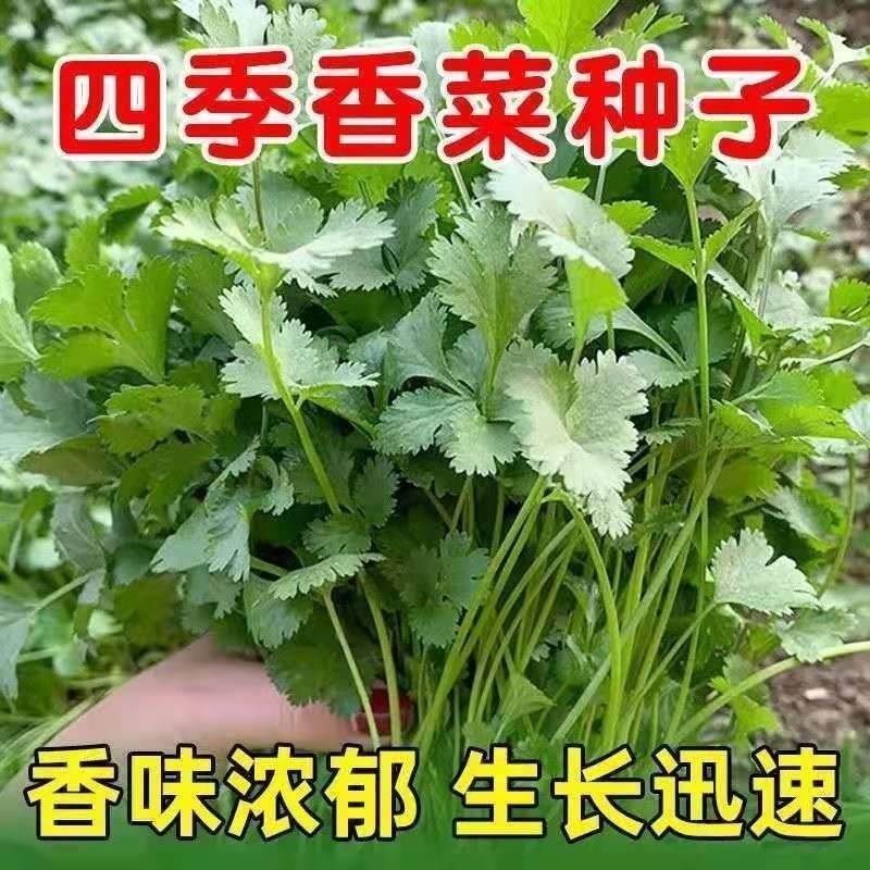 四季香菜种子阳台室内花卉花盆栽香菜蔬菜种子四季高产易种香菜籽