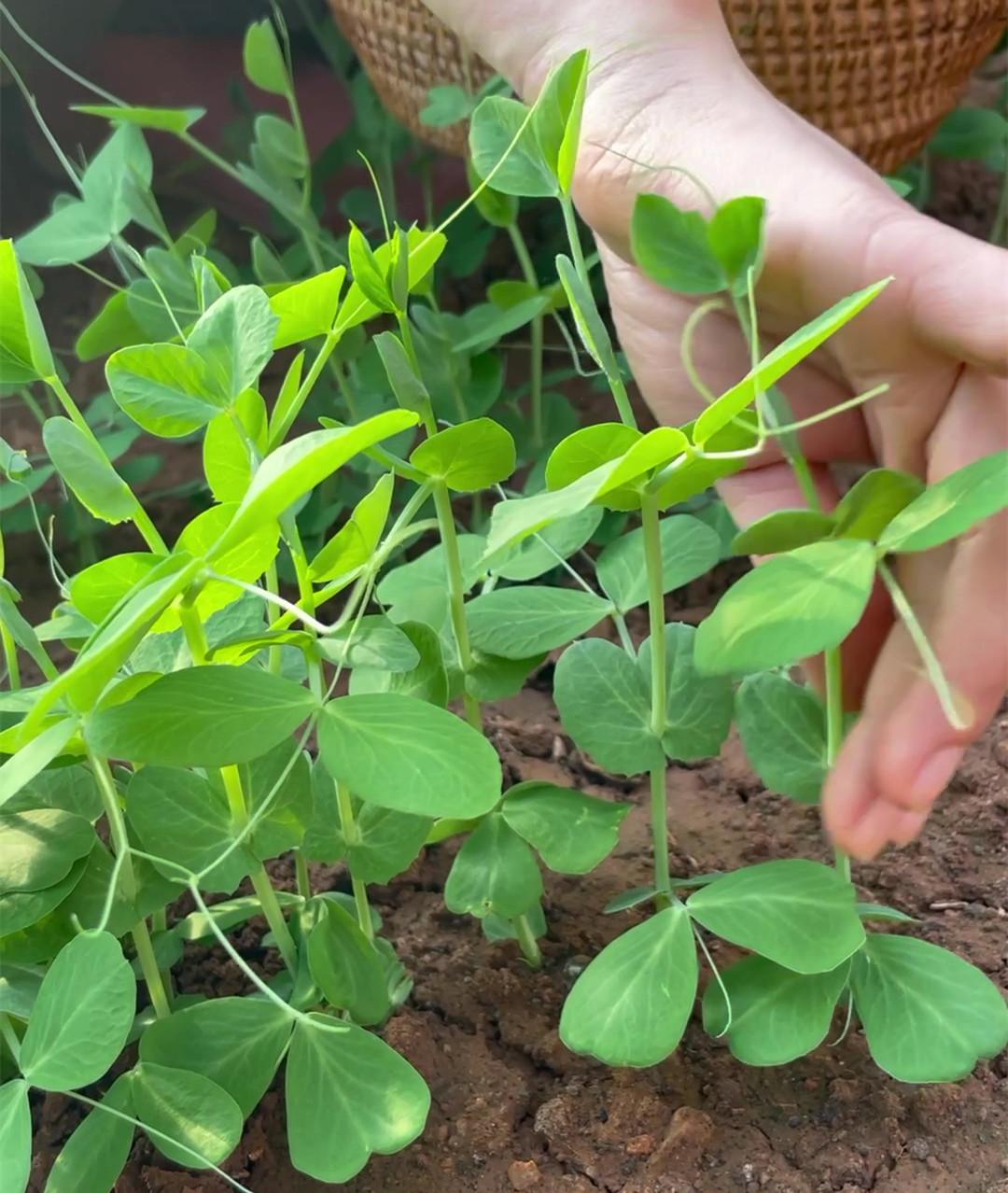 豌豆尖种子土培无土水培发豌豆尖芽苗菜种籽阳台盆栽四季种植