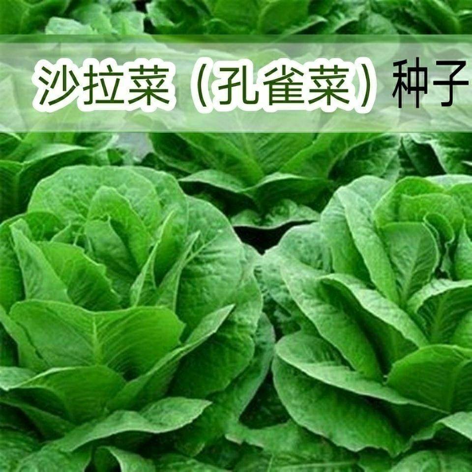 孔雀菜种子罗马生菜种孑四季沙拉菜种籽9-12月可种植阳台盆栽蔬菜-图2