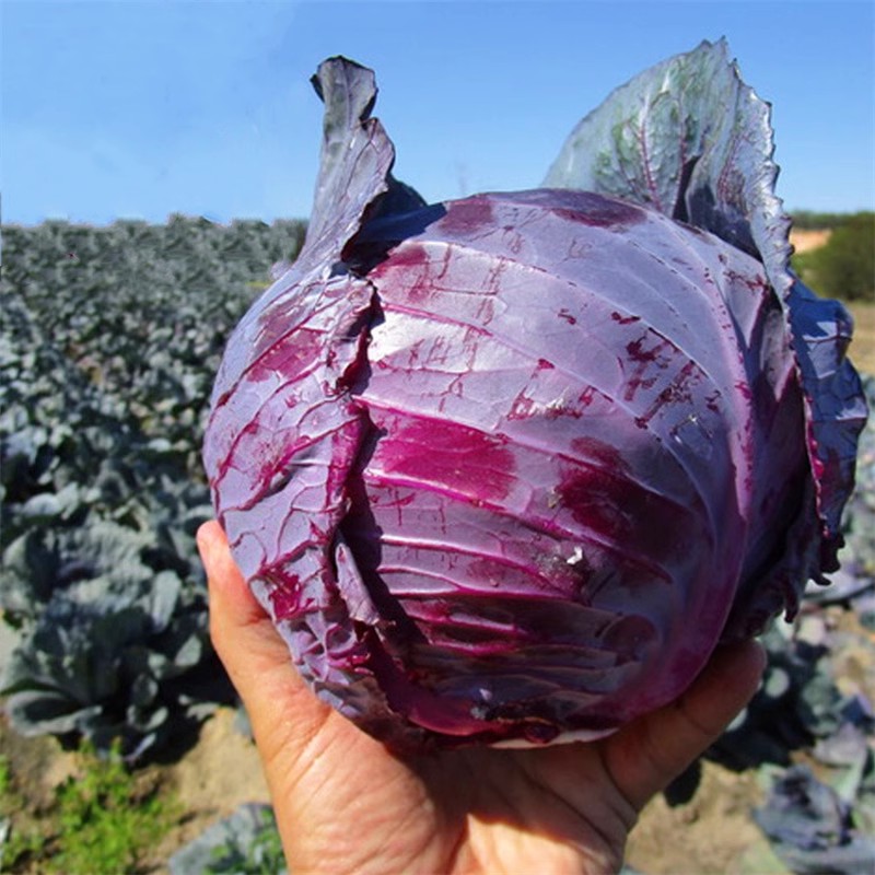 紫甘蓝菜种包菜种籽菜种子籽种苗孑紫包菜籽卷心菜大头包心菜 - 图2