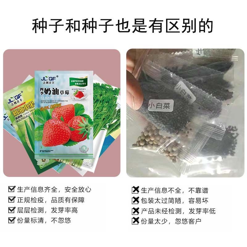 蔬菜种子四季播盆栽阳台庭院香菜青白菜萝卜生菜小葱菠菜籽孑大全-图1