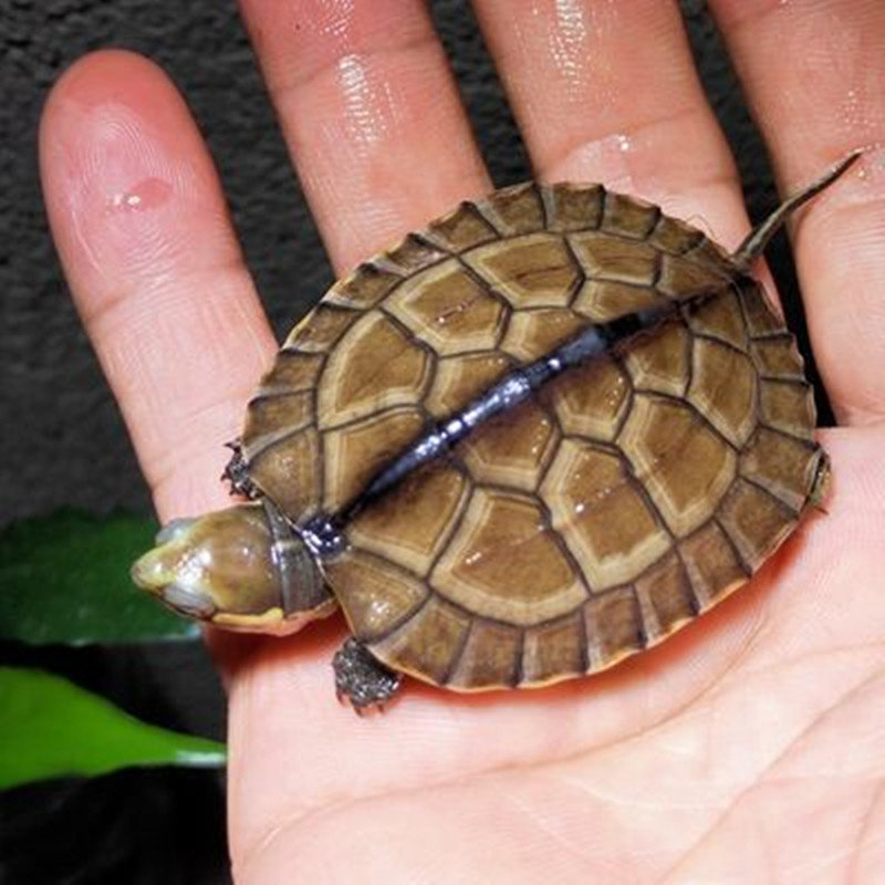 纯种越南石金钱龟正宗南石龟活体宠物观赏小乌龟招财风水龟送龟粮,淘宝优惠券,粉丝福利购,淘宝优惠卷