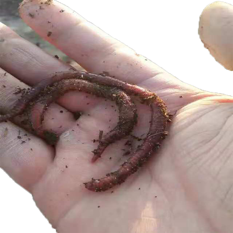 蚯蚓活饵大号特大鲜活红虫诱饵鲫鱼散装钓鱼饵料垂野钓盒装蚯蚓粪,淘宝优惠券,粉丝福利购,淘宝优惠卷