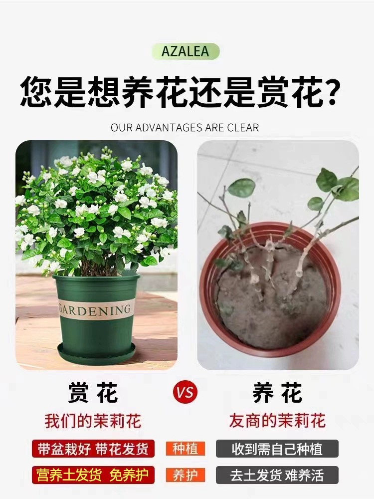 茉莉花苗盆栽带花苞九里香老桩驱蚊水培花卉绿植物室内栀子花好养 - 图0