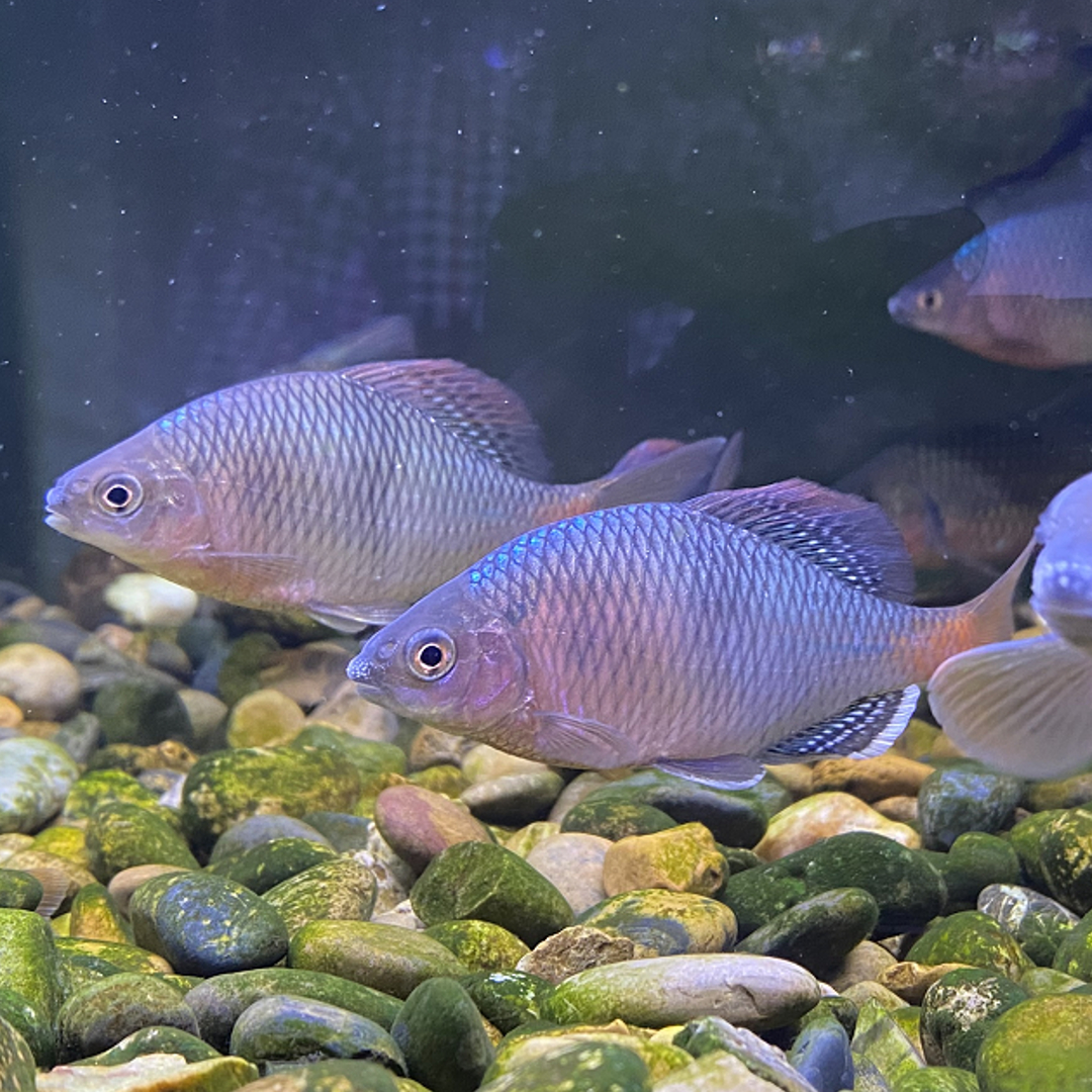 冷水观赏鱼群游耐寒溪流红尾白边越南鱊淡水七彩鳑鲏鱼包活包发色 - 图3