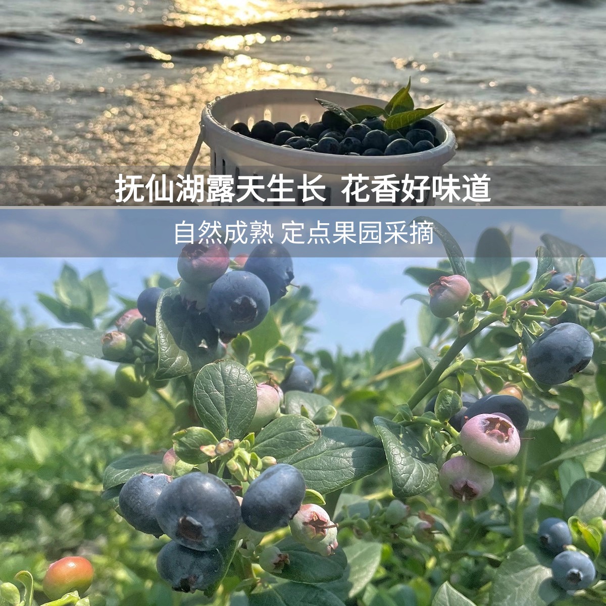 当季云南高山蓝莓鲜果孕妇水果纯甜蓝莓大果小蓝杯装顺丰空运礼盒 - 图0