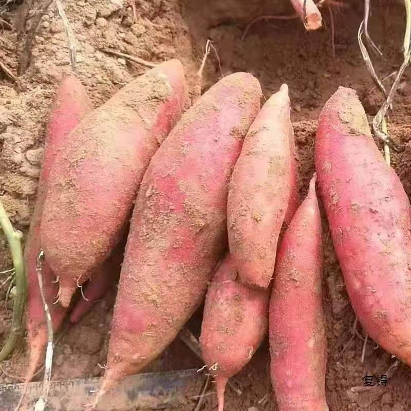 河南沙地龙九红薯新鲜番薯农家现发烤地瓜山芋紫薯自种黄心包邮5
