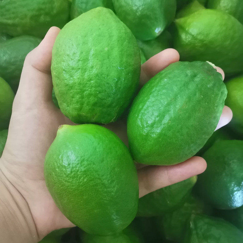 现摘广东香水青柠檬5斤青柠檬新鲜应当季大小水果皮薄多汁香柠檬,淘宝优惠券,粉丝福利购,淘宝优惠卷