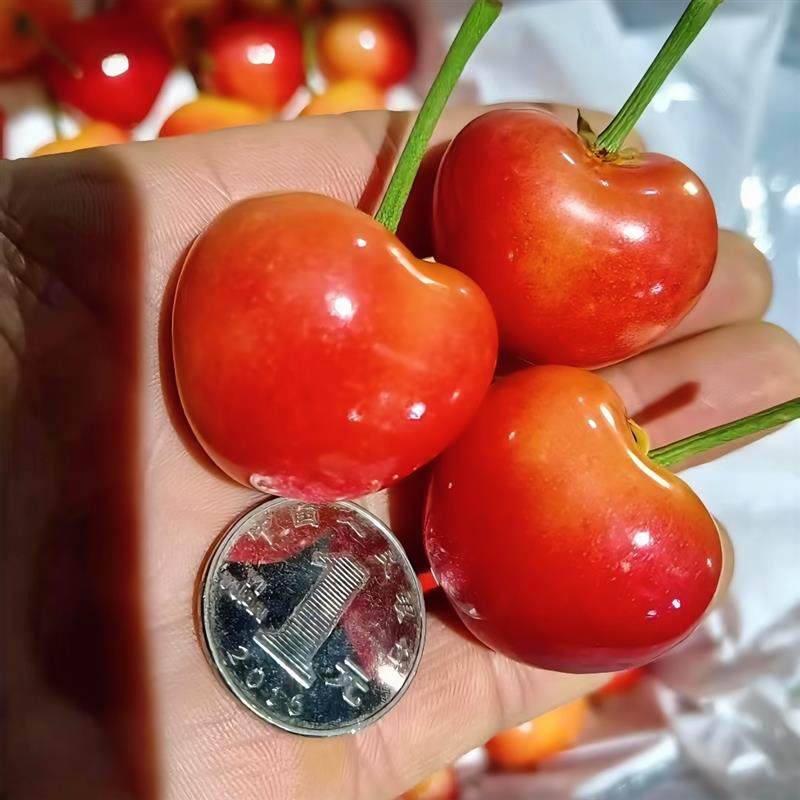 礼盒装智利空运黄金车厘子雷尼尔大樱桃车厘子2-4J顺丰脆甜新鲜,淘宝优惠券,粉丝福利购,淘宝优惠卷