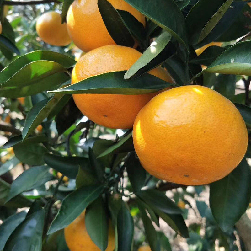 正宗临海涌泉蜜桔新鲜高山无核橘子10斤台州黄岩蜜橘当季水果现摘,淘宝优惠券,粉丝福利购,淘宝优惠卷