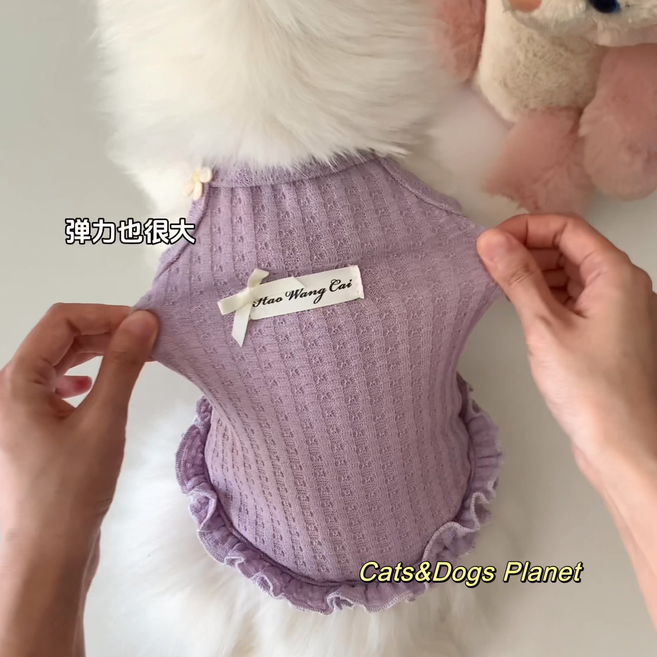 春夏新款宠物防掉毛狗狗猫咪背心华夫格透气服饰项链套装金渐层猫,淘宝优惠券,粉丝福利购,淘宝优惠卷