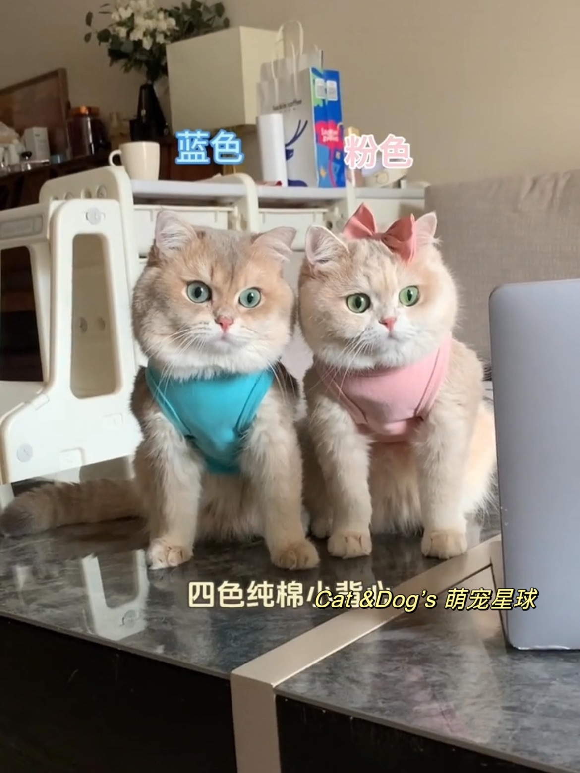 猫咪背心狗狗衣服春夏秋宠物金渐层布偶德文保暖防掉毛可爱幼小猫 - 图2