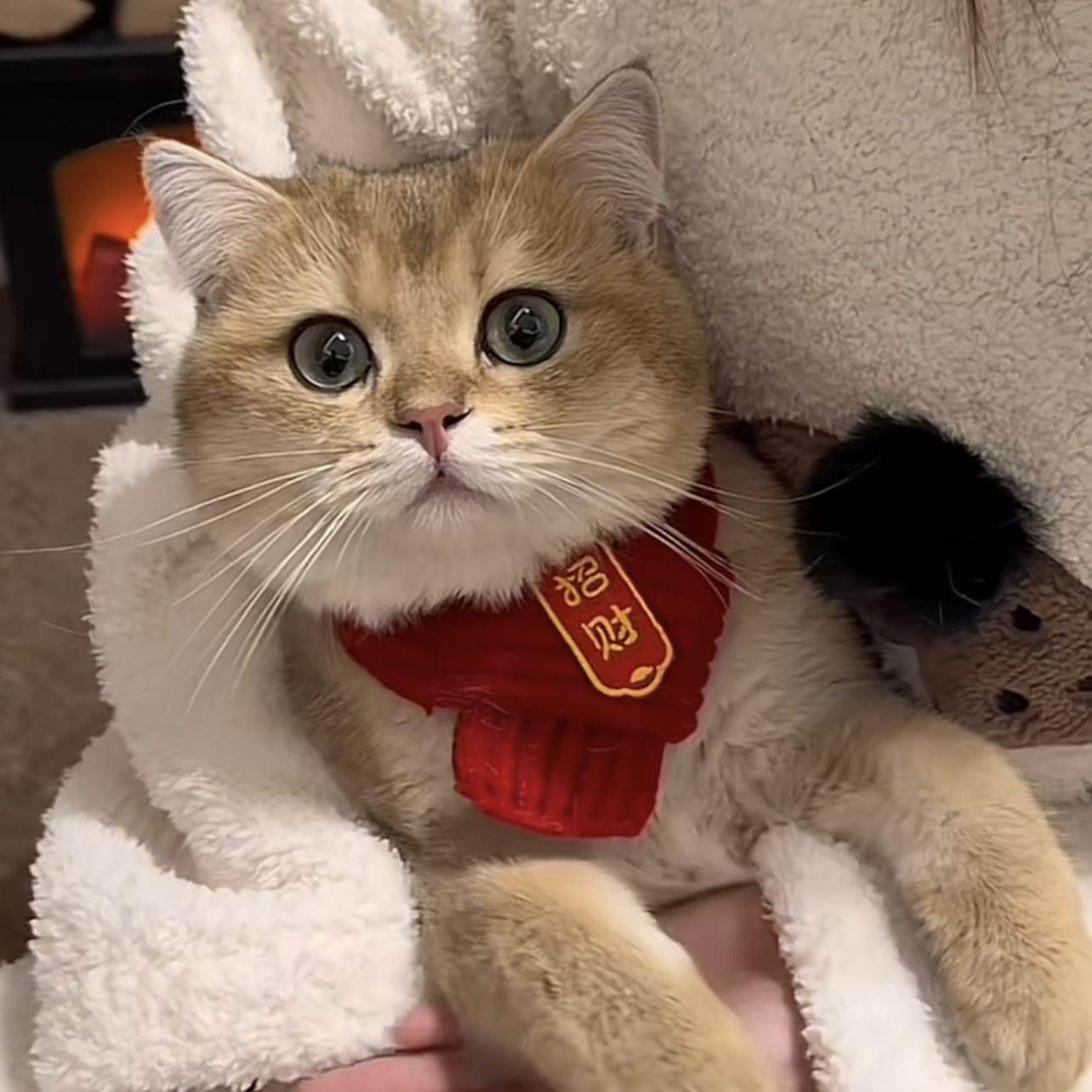 猫咪围脖装饰品新年红色喜庆编织针织保暖围巾宠物狗狗毛线口水巾,淘宝优惠券,粉丝福利购,淘宝优惠卷