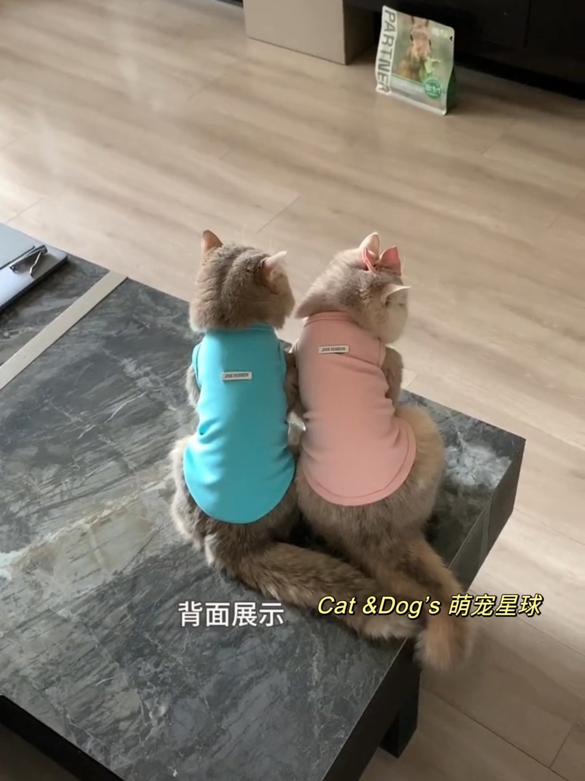 猫咪背心狗狗衣服春夏秋宠物金渐层布偶德文保暖防掉毛可爱幼小猫 - 图1