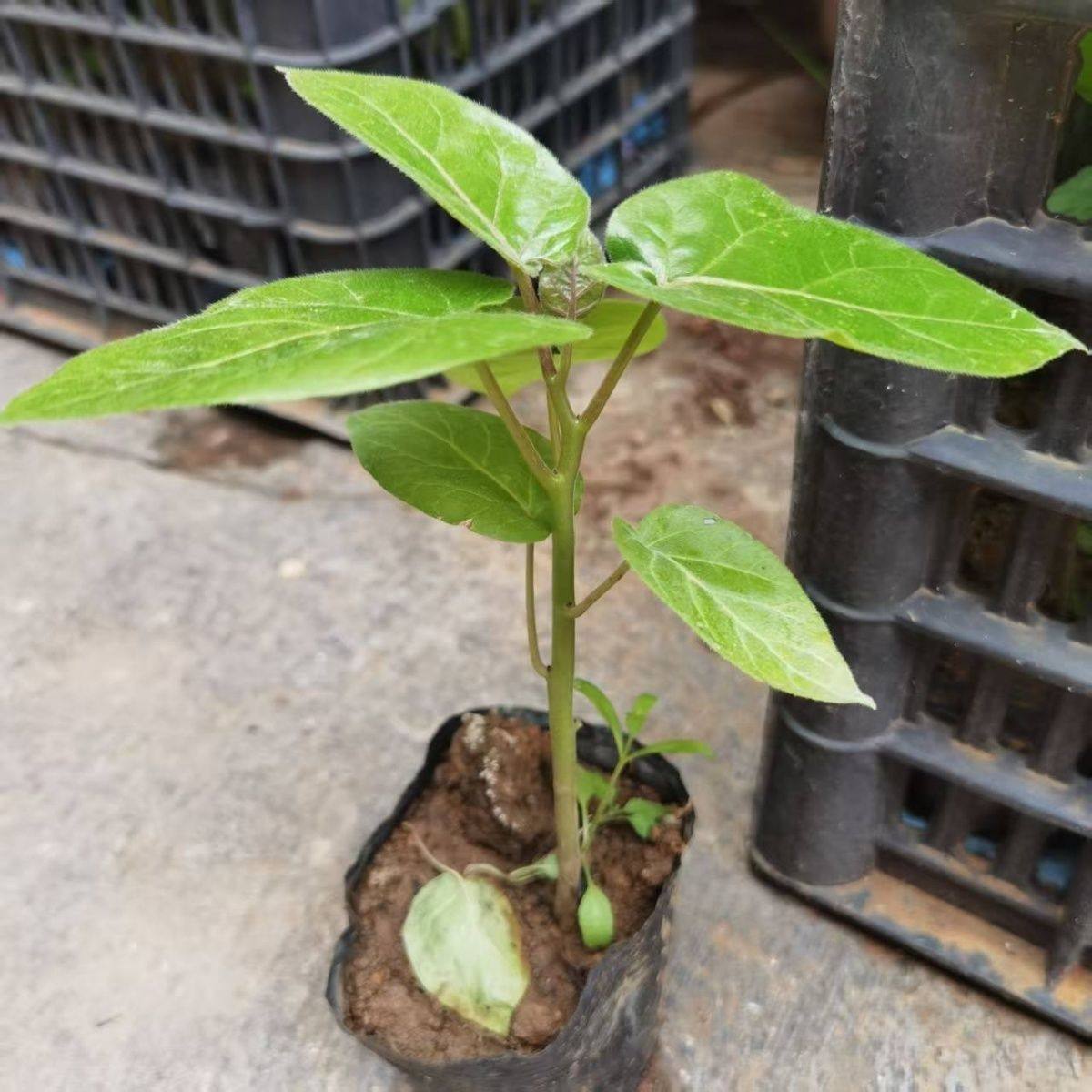 云南袋装树番茄苗树上西红柿苗生吃水果番茄苗树番茄杯苗营养土苗,淘宝优惠券,粉丝福利购,淘宝优惠卷