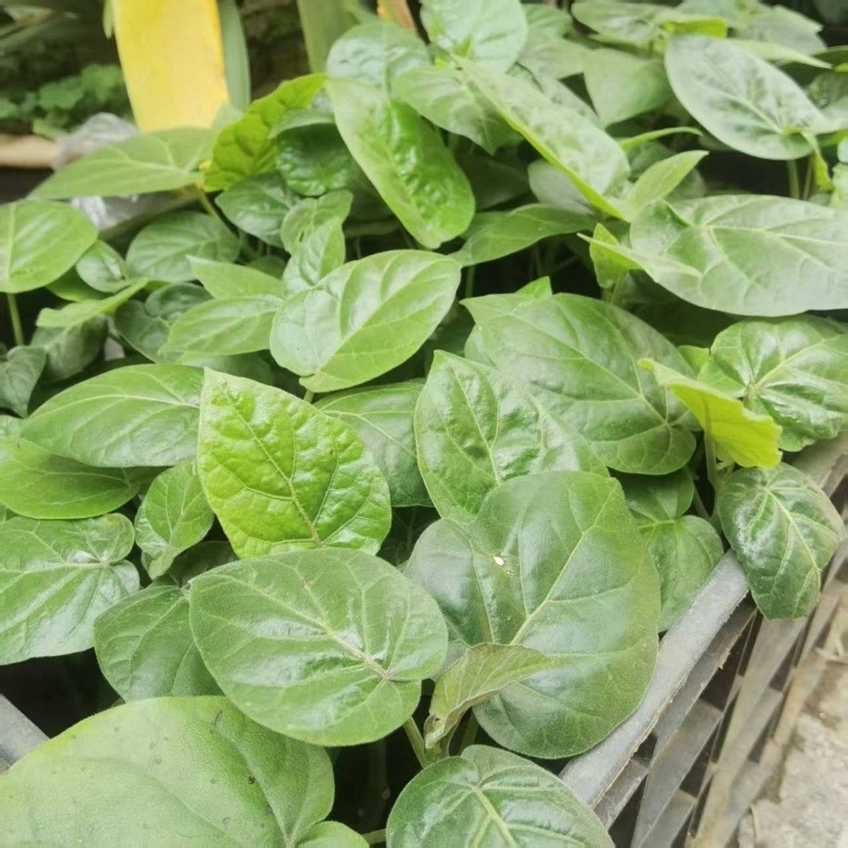 云南袋装树番茄苗树上西红柿苗生吃水果番茄苗树番茄杯苗营养土苗,淘宝优惠券,粉丝福利购,淘宝优惠卷