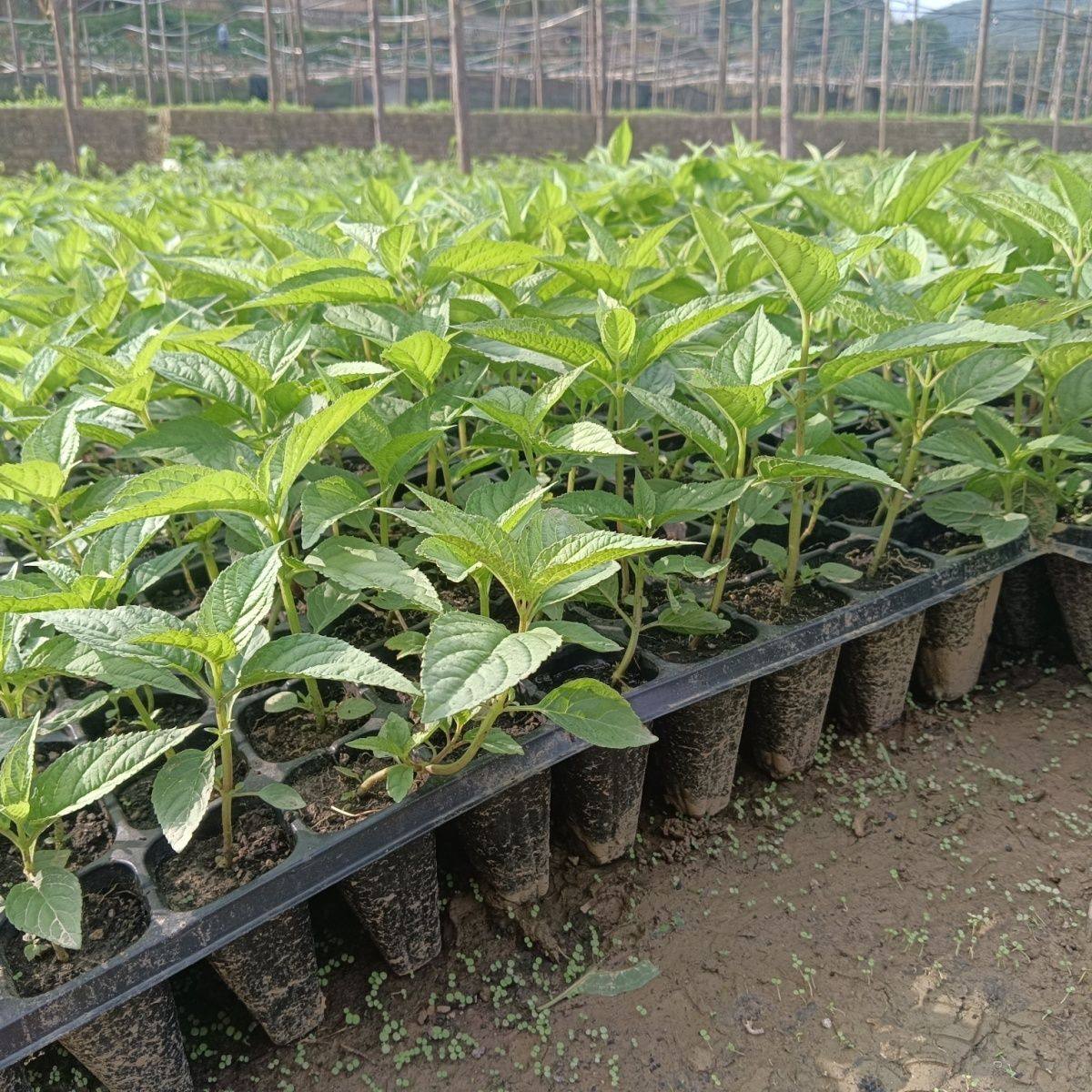 红果参苗云南红果参苗蜘蛛果苗带土杯苗高成活率易种植果中人参苗,淘宝优惠券,粉丝福利购,淘宝优惠卷