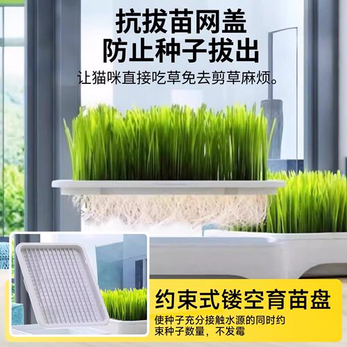 懒人猫草水培盆四季种植排毛球化毛草自种新鲜麦种猫咪零食盆栽幼 - 图0