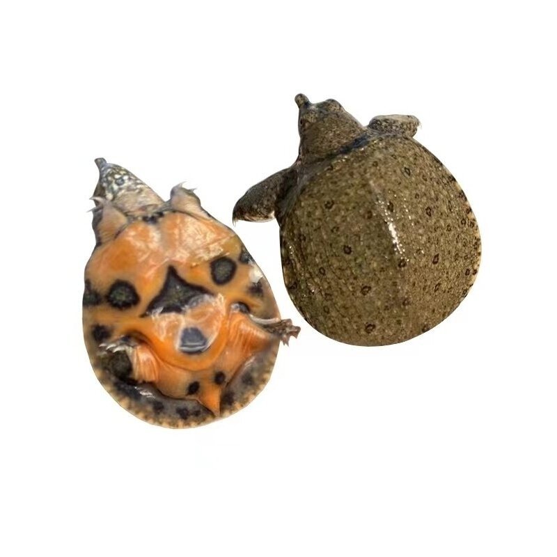 小甲鱼苗活体王八苗外塘养殖甲鱼水鱼团鱼中华鳖苗龙鱼饲料包活邮,淘宝优惠券,粉丝福利购,淘宝优惠卷