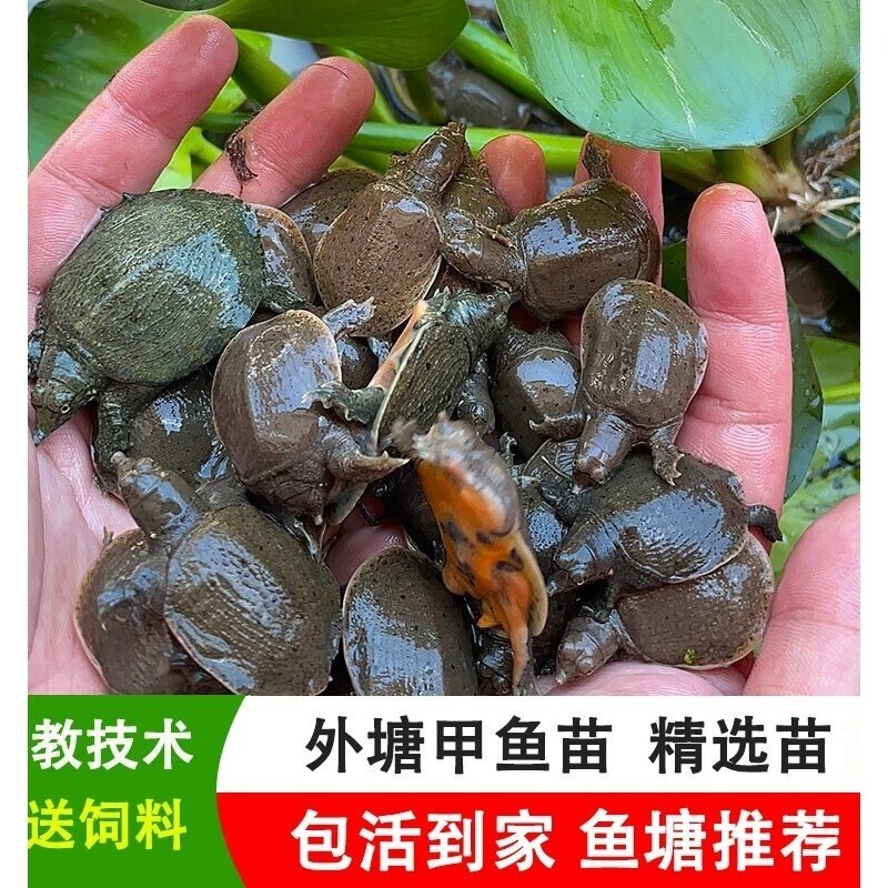 小甲鱼苗活体王八苗外塘养殖甲鱼水鱼团鱼中华鳖苗龙鱼饲料包活邮,淘宝优惠券,粉丝福利购,淘宝优惠卷