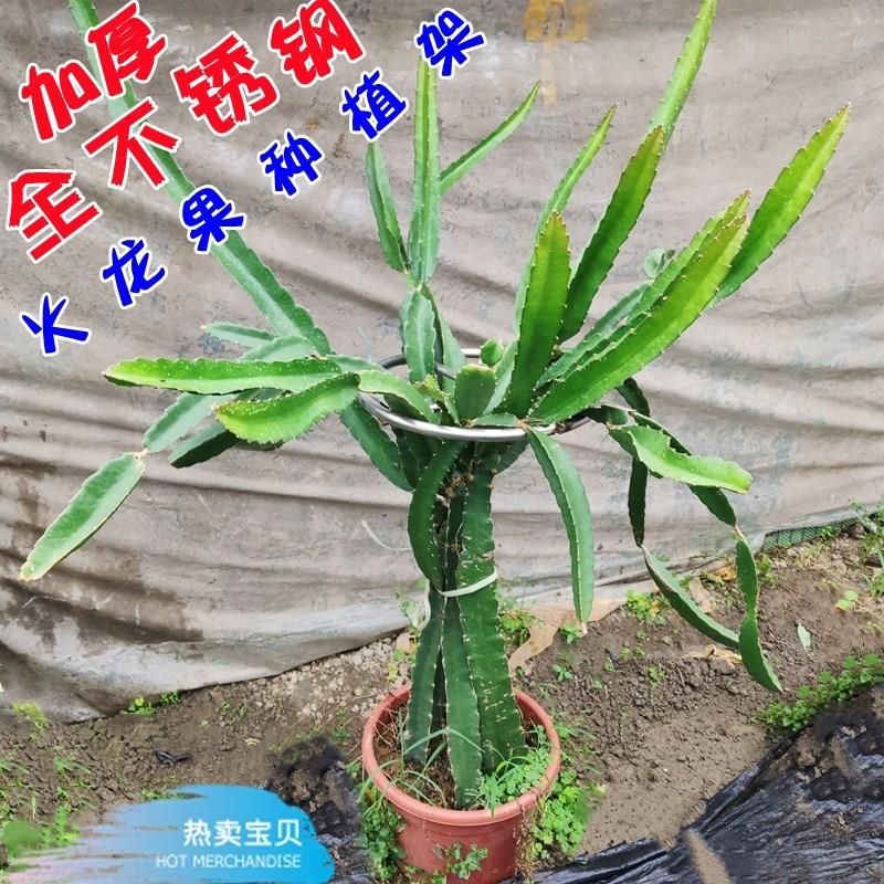 火龙果专用架不锈钢花架盆栽种植支架顶圈架绿植爬藤支撑架子落地 - 图0