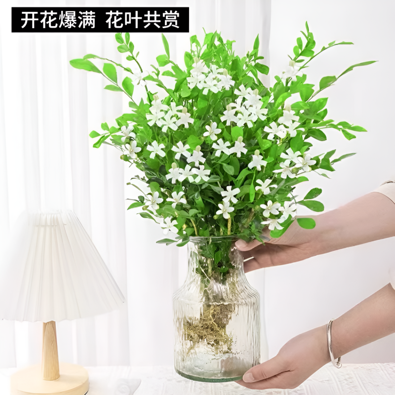 水培植物驱蚊九里香盆栽桌面绿植室内鲜花水培花卉懒人马醉木吊钟