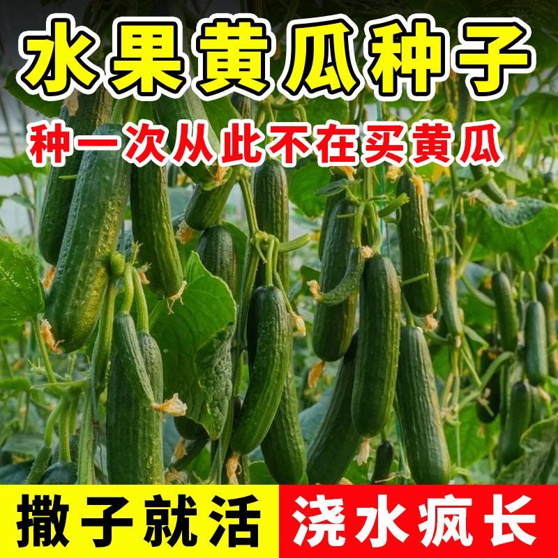 蔬菜种子四季小白菜香葱韭菜香菜菠菜鸡毛菜油麦菜生菜籽青菜盆栽 - 图0