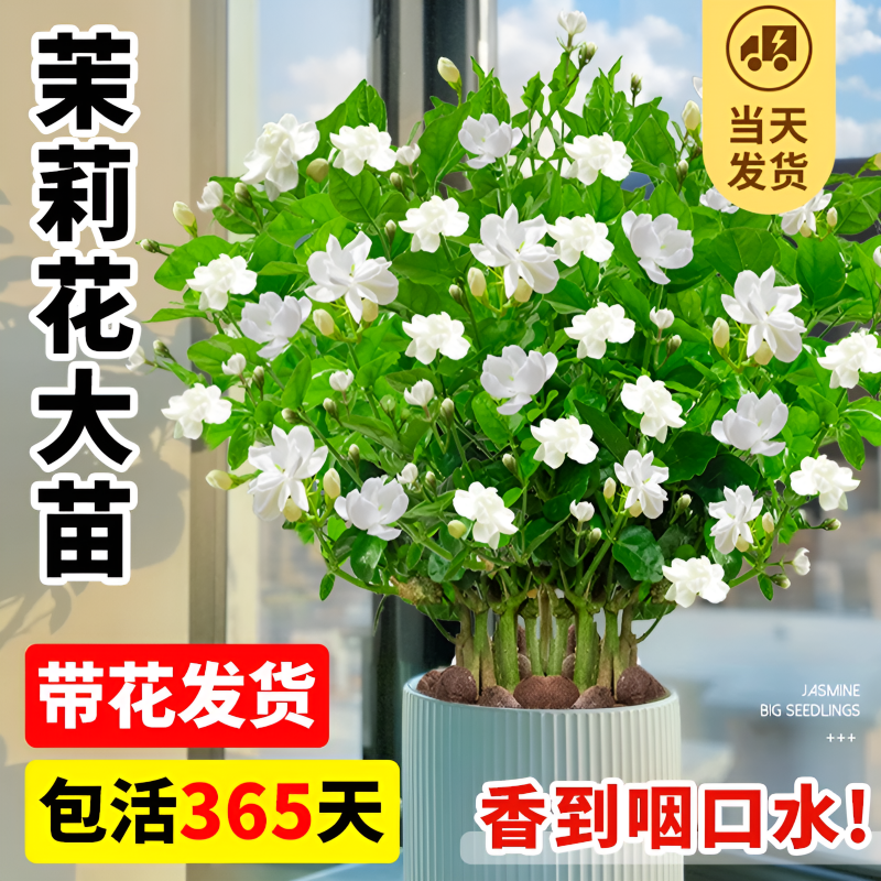 茉莉花苗盆栽带花苞栀子花卉植物室内绿植九里香浓香四季开花好养 - 图0