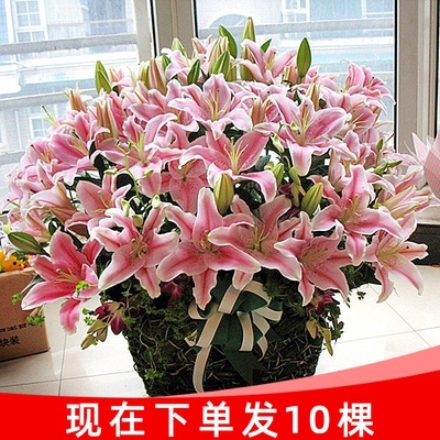 带芽发货四季种植香水百合种球盆栽百合花种子水仙花绿植花卉根球-图1