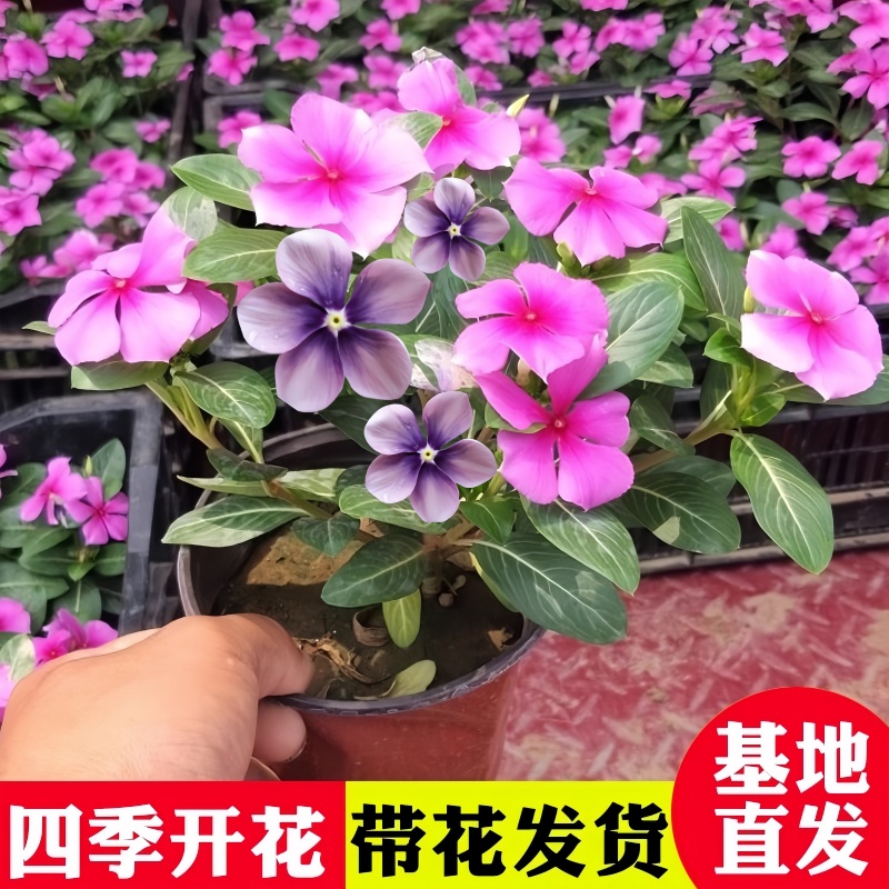 长春花盆栽天天开带花苞观花植物五叶梅庭院客厅盆栽花卉四季开花 - 图0