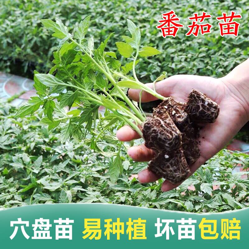 辣椒秧苗秋葵茄子秧苗四季阳台秧蔬菜苗茄子黄瓜西瓜冬瓜西红柿苗 - 图0