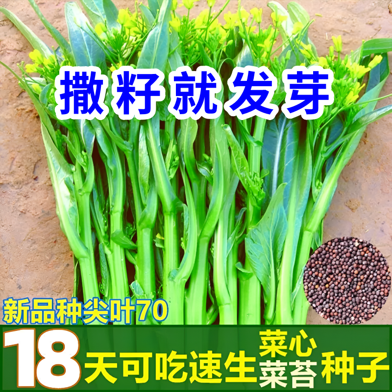 蔬菜种子四季小白菜香葱韭菜香菜菠菜鸡毛菜油麦菜生菜籽青菜盆栽 - 图1