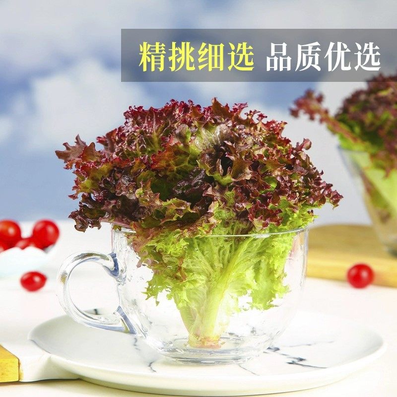 红叶生菜新鲜蔬菜沙拉即食新鲜生菜500g烤肉西餐轻食材罗莎红生菜,淘宝优惠券,粉丝福利购,淘宝优惠卷