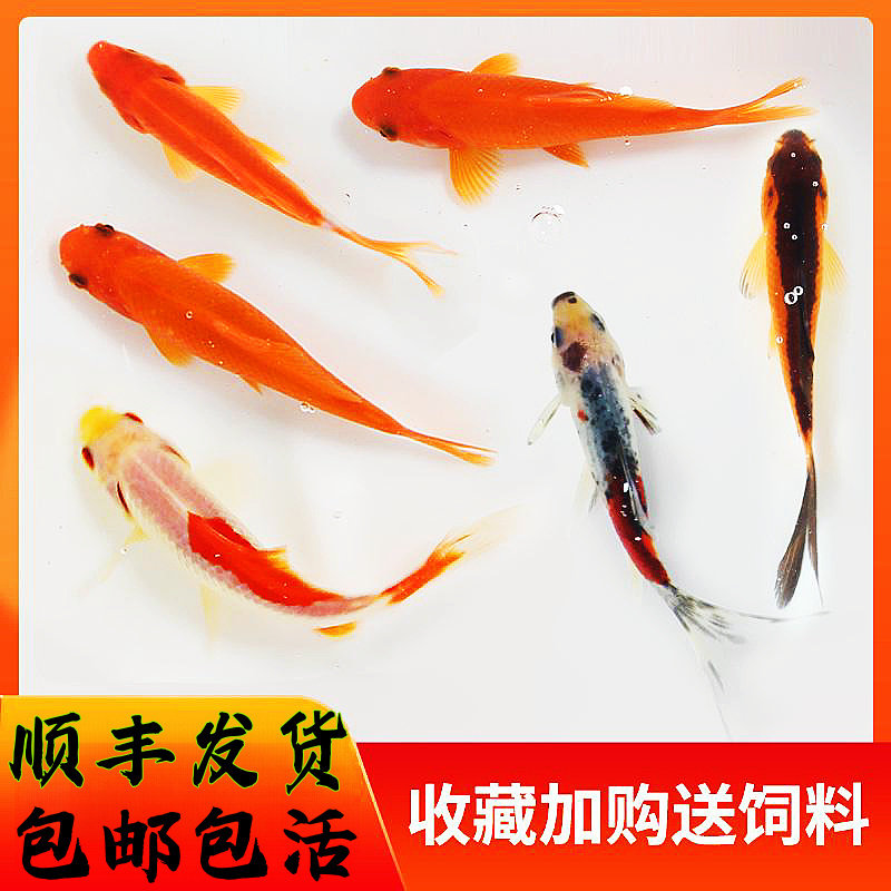 观赏鱼草金鱼苗养不死金鱼小鱼活鱼小宠物好养耐活龙鱼乌龟饲料鱼,淘宝优惠券,粉丝福利购,淘宝优惠卷