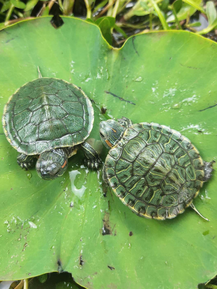 情侣小乌龟活体小巴西龟苗活物绿色彩龟一对红耳招财龟宠物观赏龟,淘宝优惠券,粉丝福利购,淘宝优惠卷