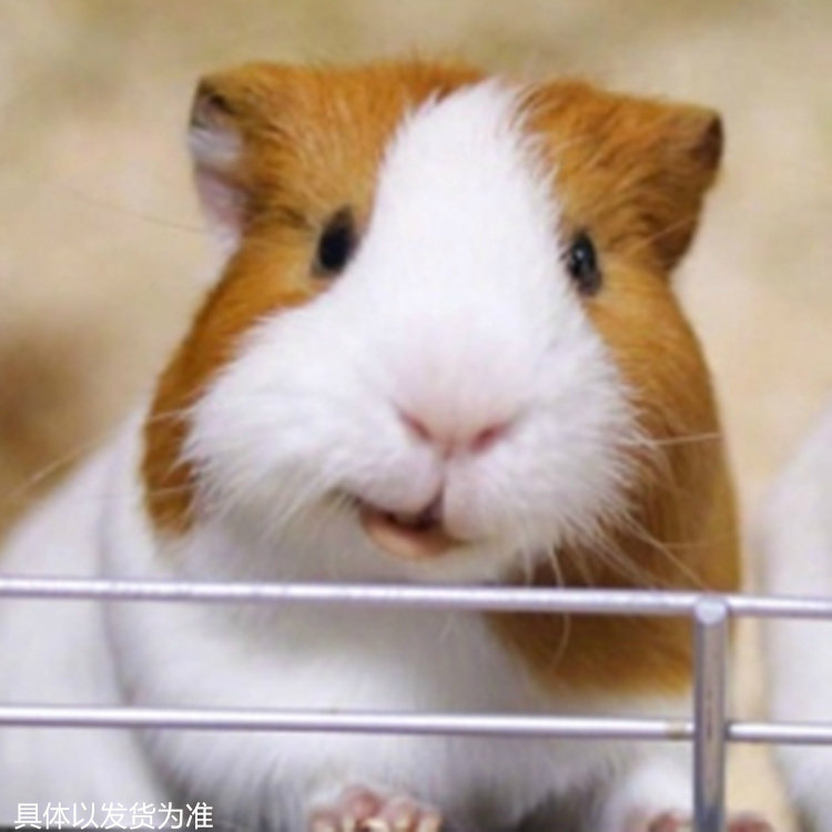 宠物荷兰猪活物荷兰鼠豚鼠荷兰兔彩豚白豚黑猪老鼠兔活体幼崽繁殖,淘宝优惠券,粉丝福利购,淘宝优惠卷