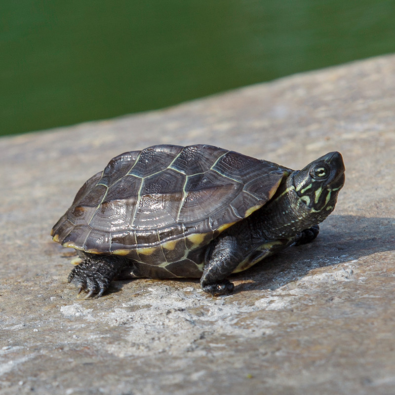中华草龟活物外塘小乌龟活体苏北金线龟罕见宠物龟水龟陆地墨龟苗,淘宝优惠券,粉丝福利购,淘宝优惠卷