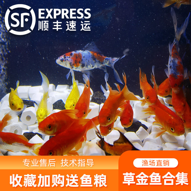 观赏鱼草金鱼苗养不死金鱼小鱼活鱼小宠物好养耐活龙鱼乌龟饲料鱼,淘宝优惠券,粉丝福利购,淘宝优惠卷