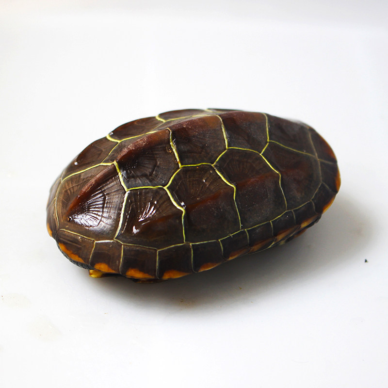 中华草龟活物外塘小乌龟活体苏北金线龟罕见宠物龟水龟陆地墨龟苗,淘宝优惠券,粉丝福利购,淘宝优惠卷